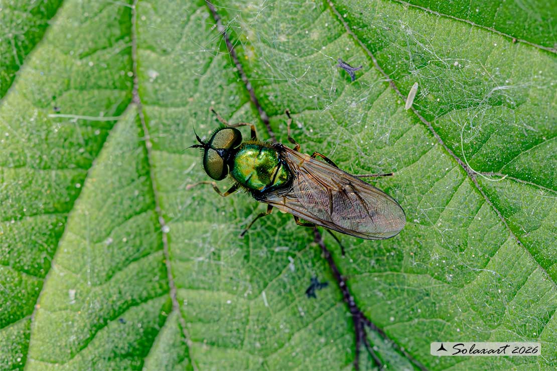 Chloromyia speciosa