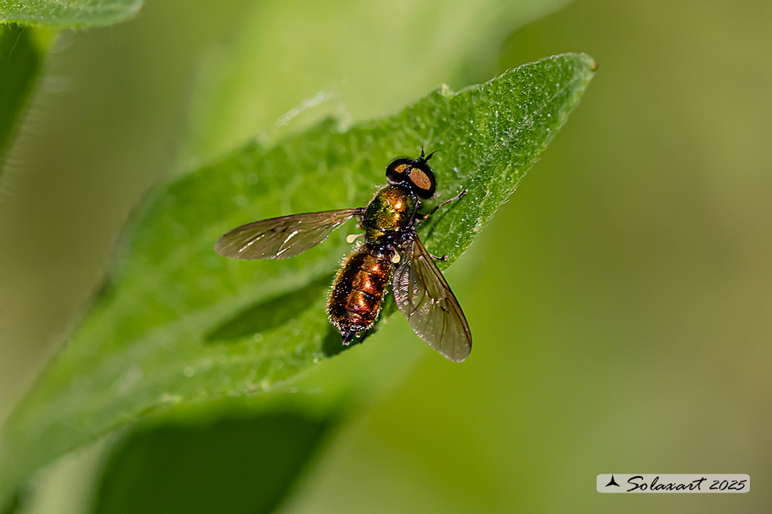 Chloromyia speciosa