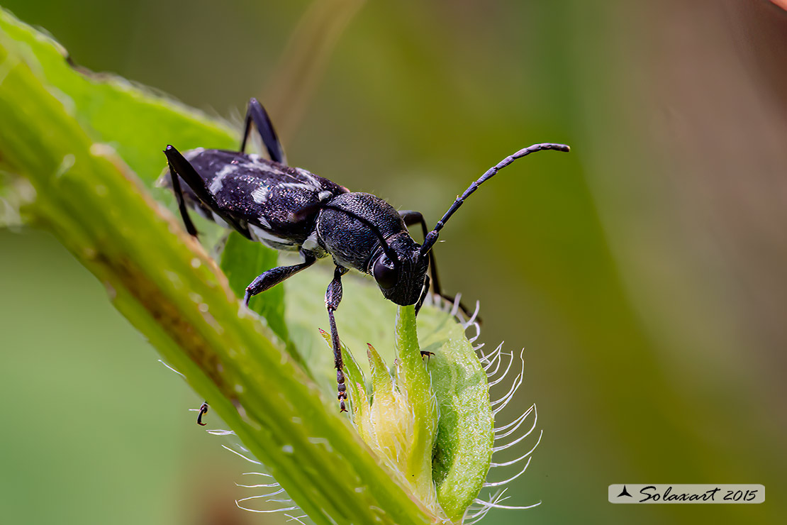 Chlorophorus sartor:  Round-necked longhorns