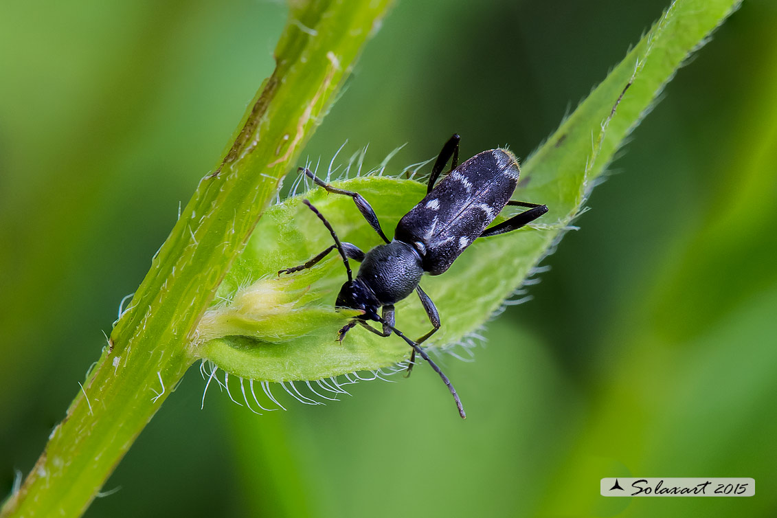 Chlorophorus sartor:  Round-necked longhorns