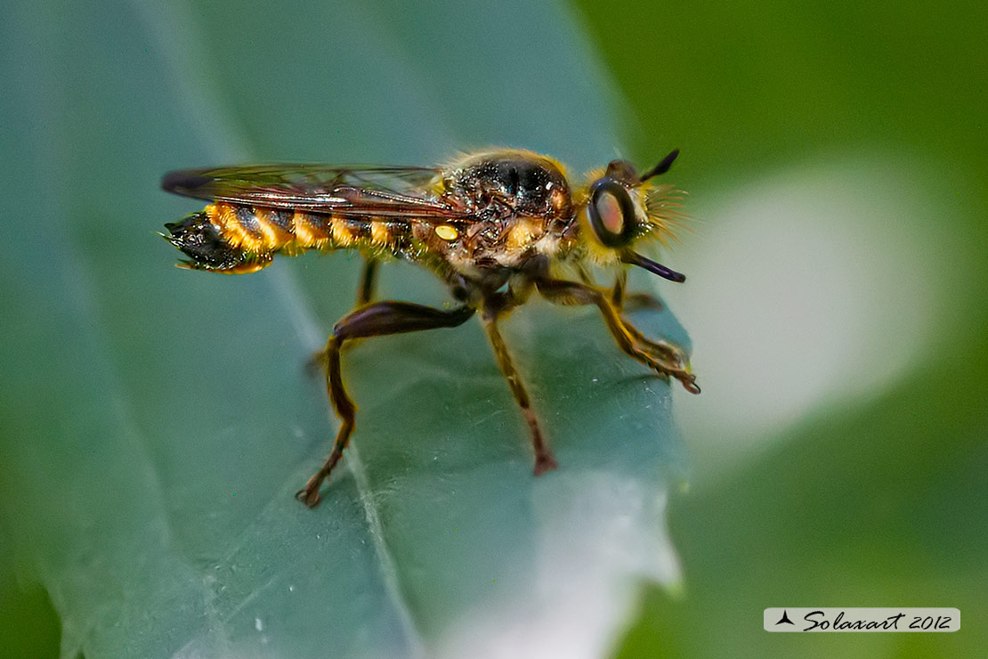 Sottofamiglia: Laphriinae; Genere: Choerades fimbriata