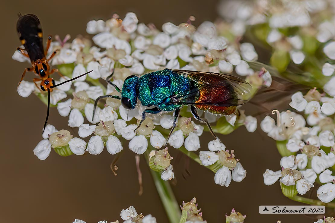 Hymenoptera; Chrysis comparata