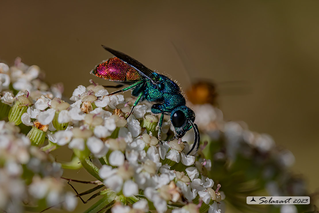 Hymenoptera; Chrysis comparata