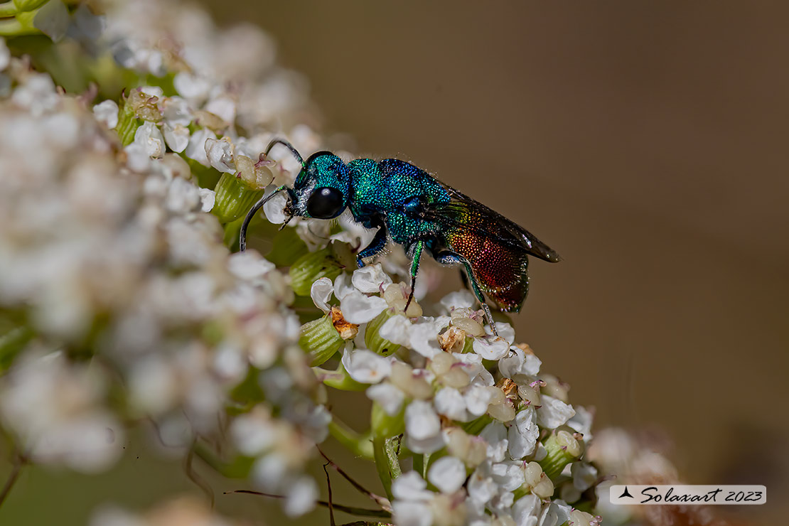 Hymenoptera; Chrysis comparata