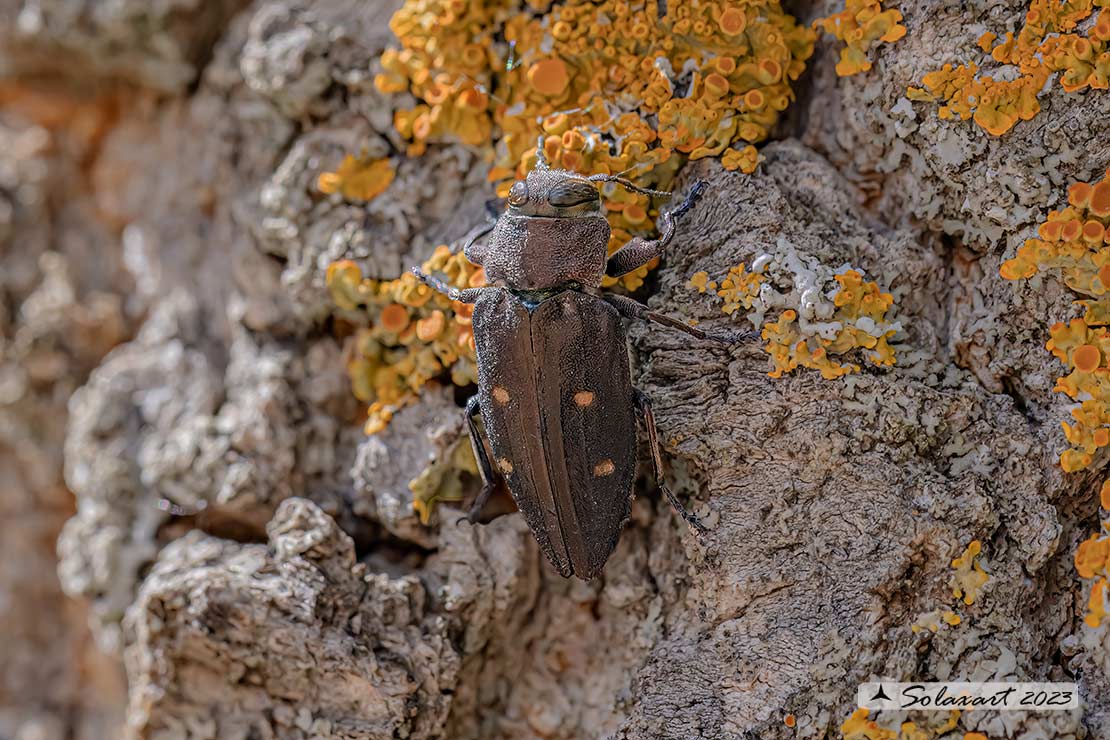 Chrysobothris affinis