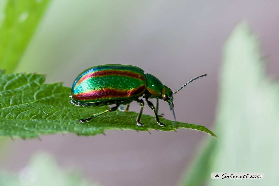 Chrysolina Fastuosa