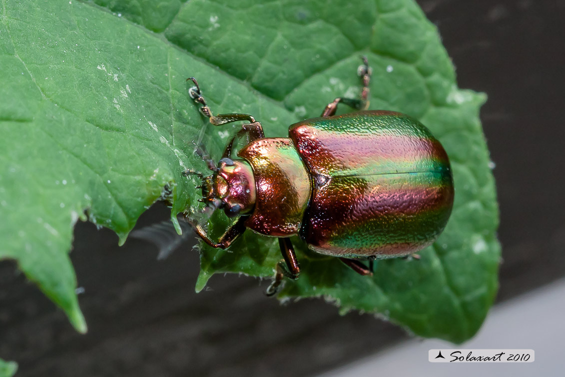 Chrysolina fastuosa