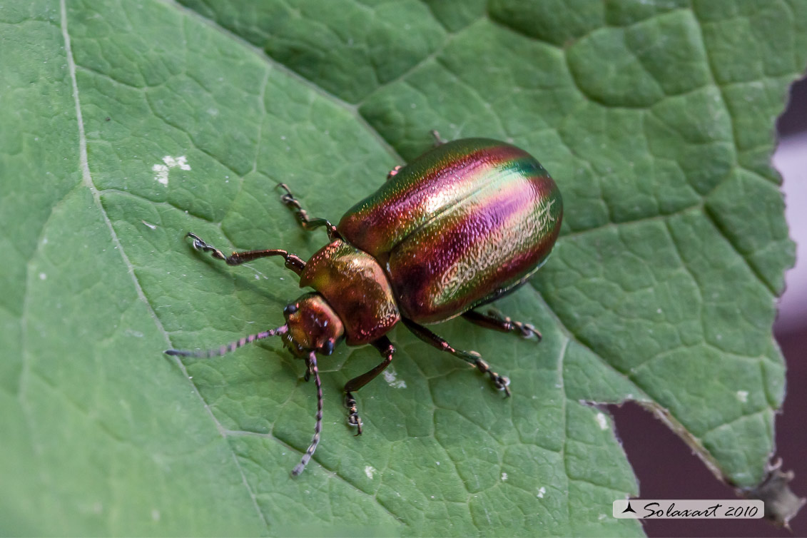 Chrysolina fastuosa - Dead-nettle Leaf Beetle