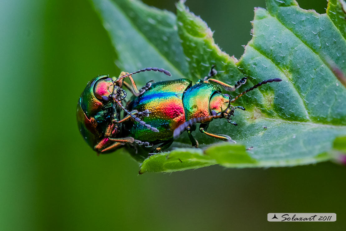 Chrysolina fastuosa - Dead-nettle Leaf Beetle