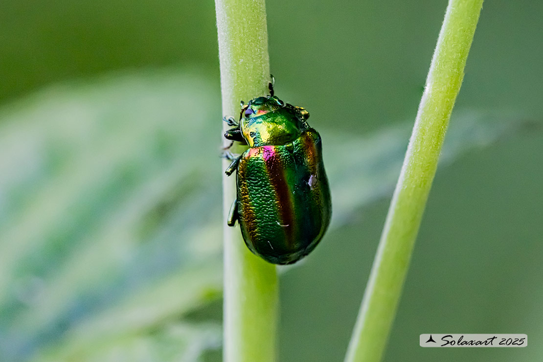 Chrysolina fastuosa - Dead-nettle Leaf Beetle