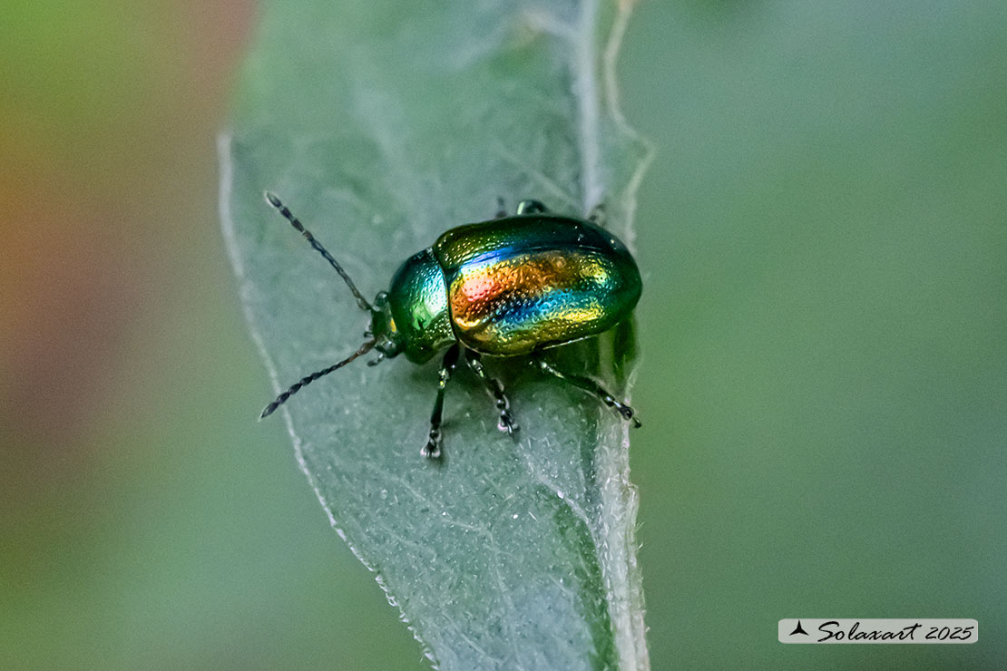 Chrysolina fastuosa - Dead-nettle Leaf Beetle