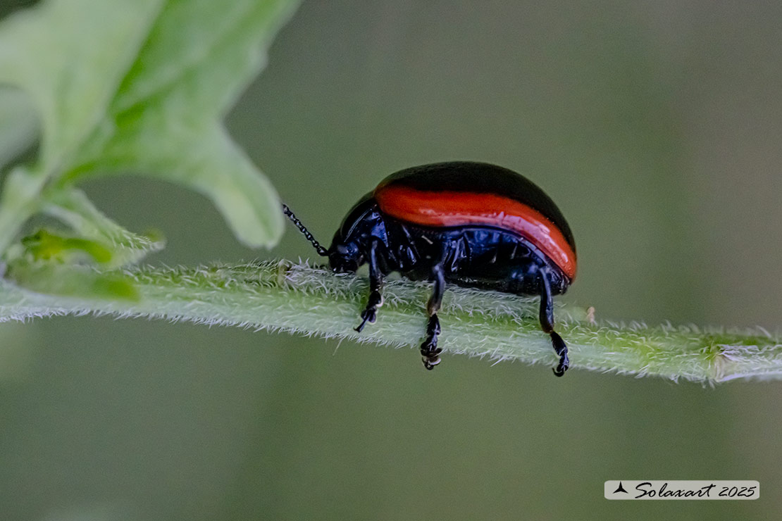 Chrysolina sanguinolenta 