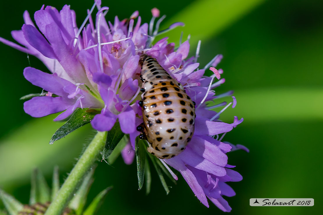 Chrysomela populi: Crisomela del pioppo; Red Poplar Leaf Beetle