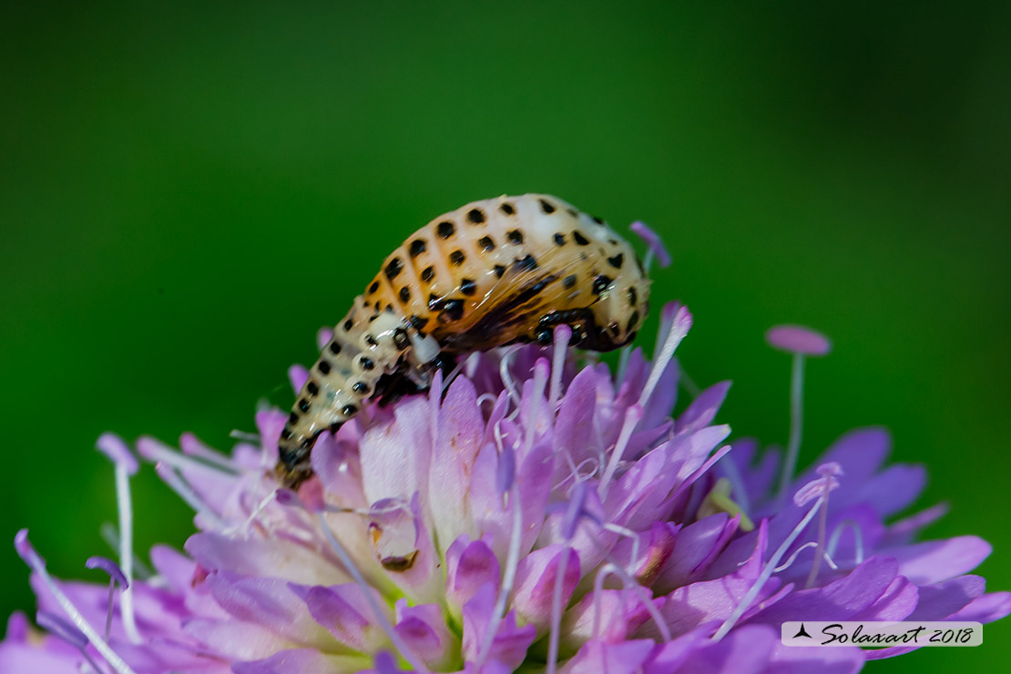 Chrysomela populi: Crisomela del pioppo; Red Poplar Leaf Beetle