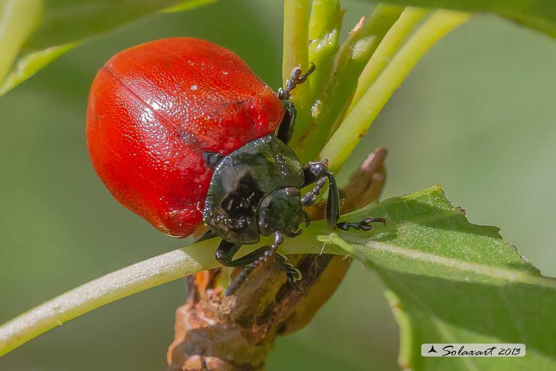 Chrysomela populi: Crisomela del pioppo; Red Poplar Leaf Beetle