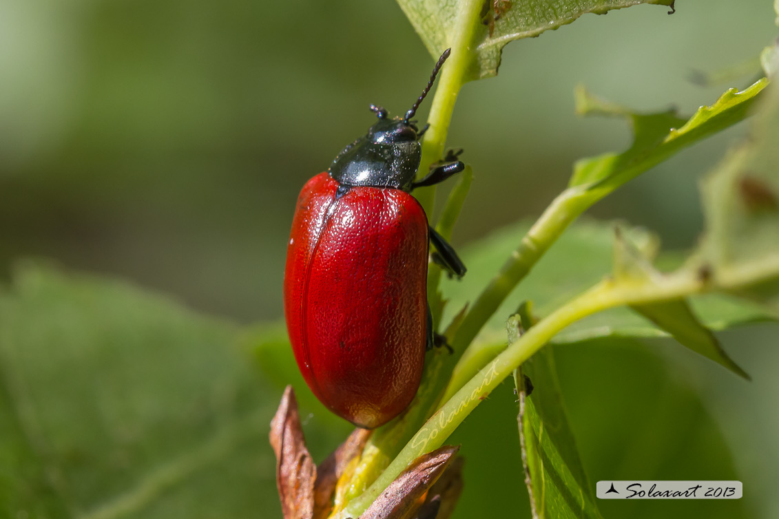 Chrysomela populi: Crisomela del pioppo; Red Poplar Leaf Beetle
