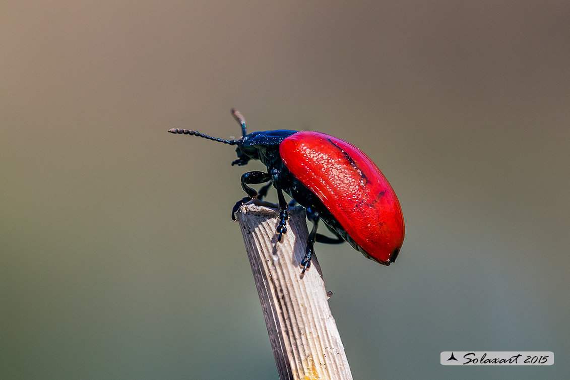 Chrysomela populi: Crisomela del pioppo; Red Poplar Leaf Beetle