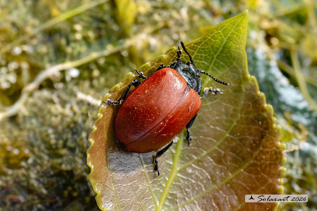 Chrysomela populi: Crisomela del pioppo; Red Poplar Leaf Beetle