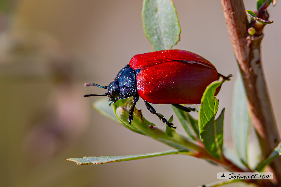 Chrysomela populi: Crisomela del pioppo; Red Poplar Leaf Beetle