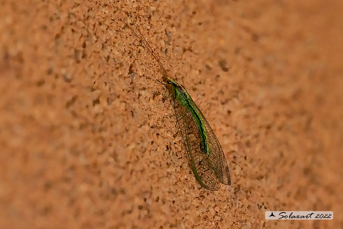 Chrysopa perla