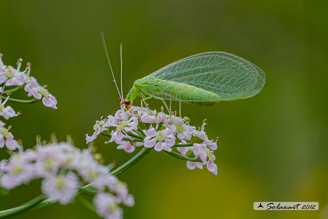 Chrysoperla carnea