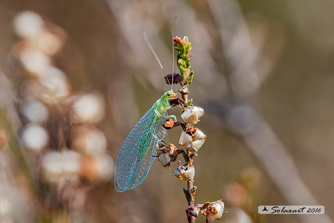 Chrysoperla carnea