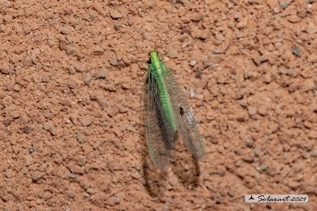 Chrysoperla carnea