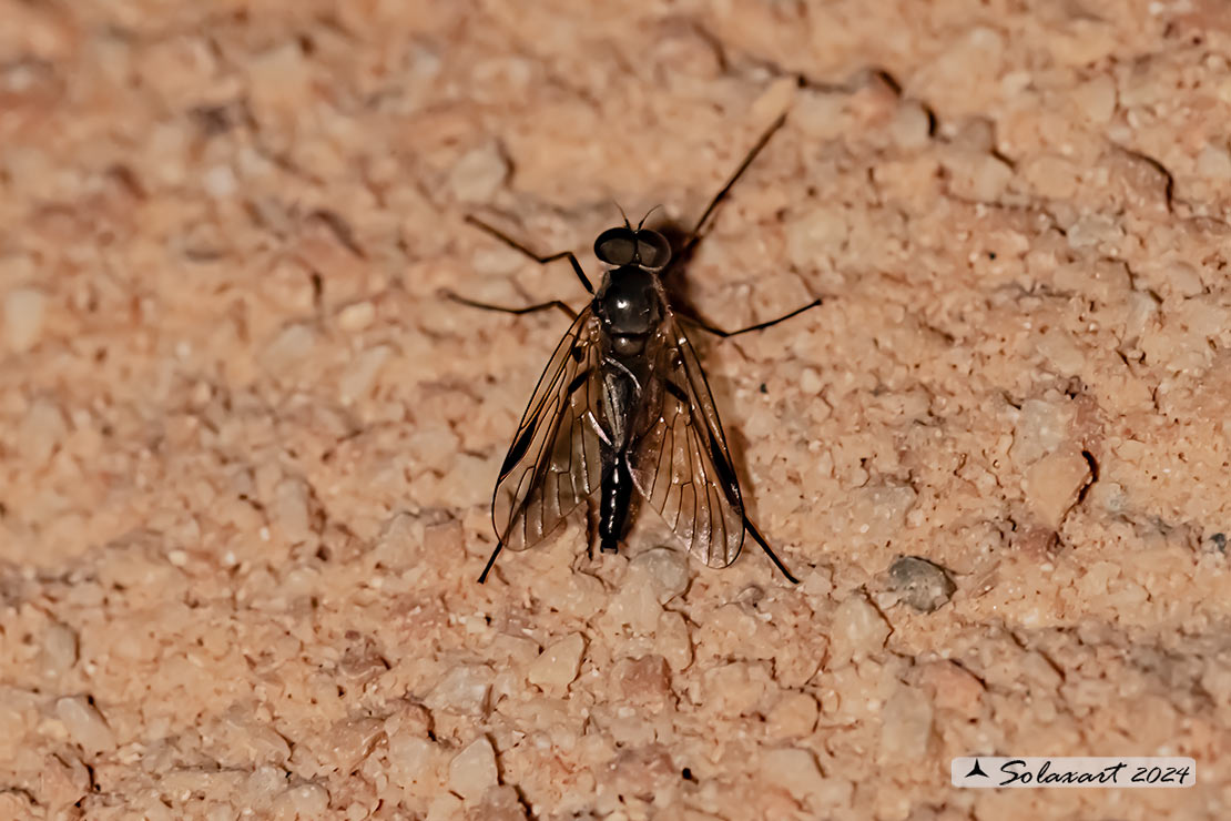 Chrysopilus cristatus