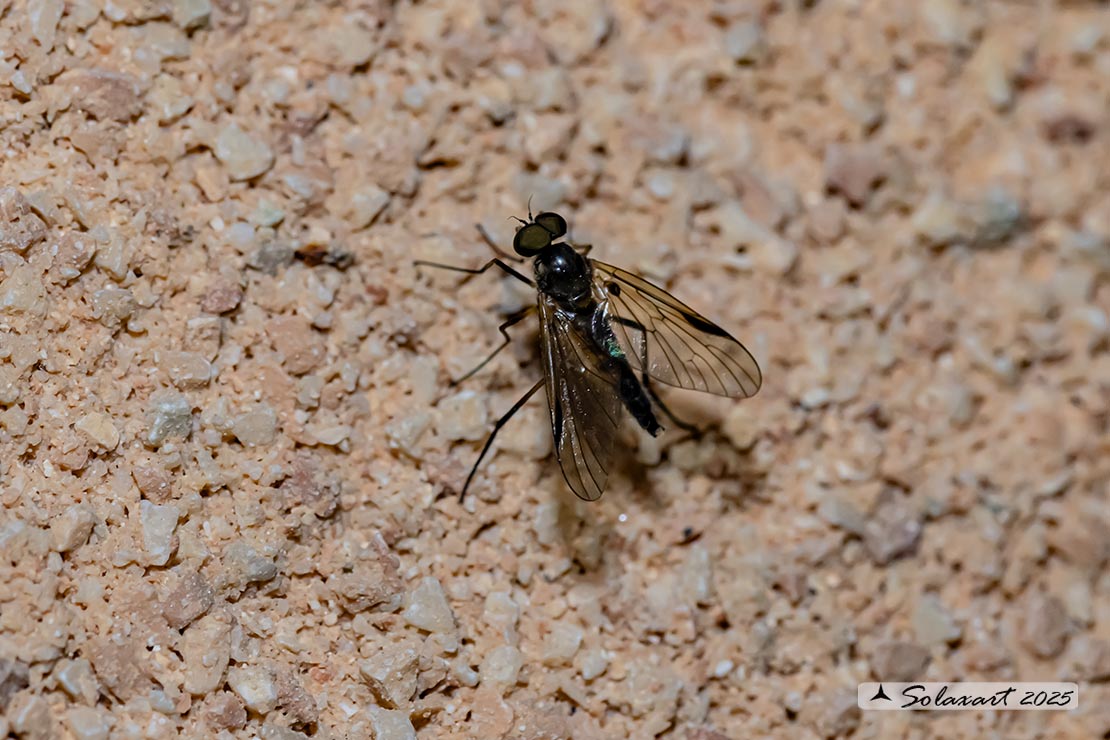 Chrysopilus cristatus