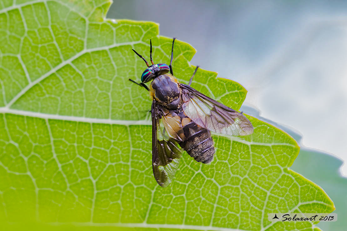 Chrysops relictus - 'Mosca cavallina' - Twin-lobed deerfly