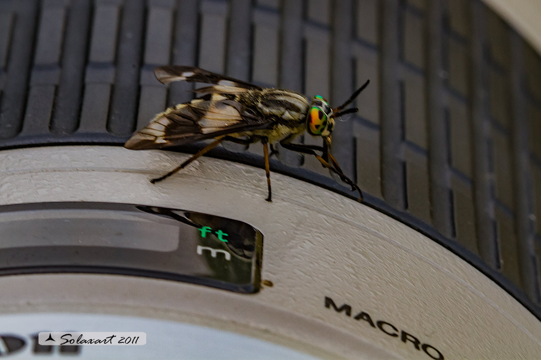 Chrysops relictus - 'Mosca cavallina' - Twin-lobed deerfly