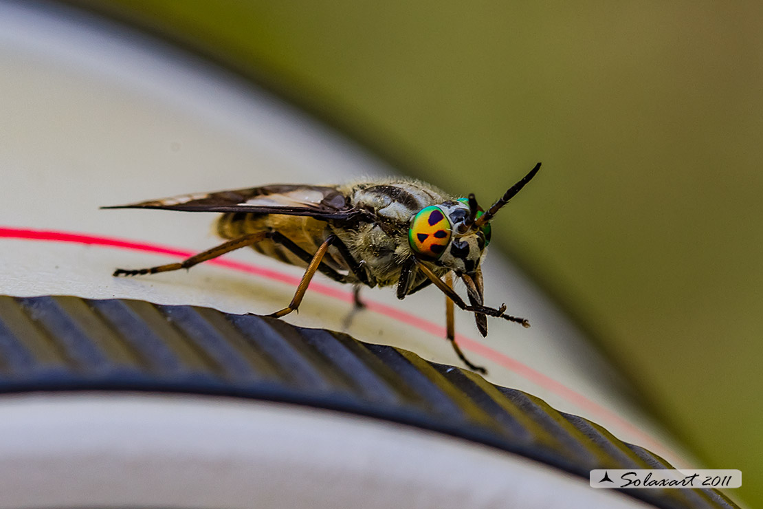 Chrysops relictus - 'Mosca cavallina' - Twin-lobed deerfly