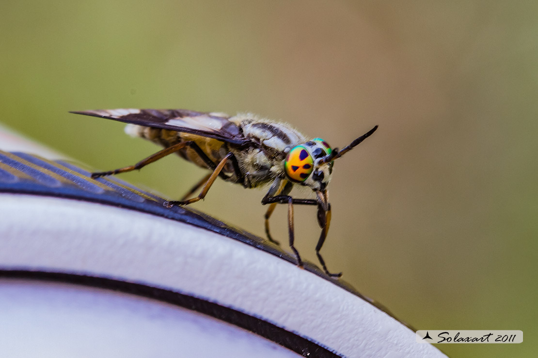 Chrysops relictus - 'Mosca cavallina' - Twin-lobed deerfly