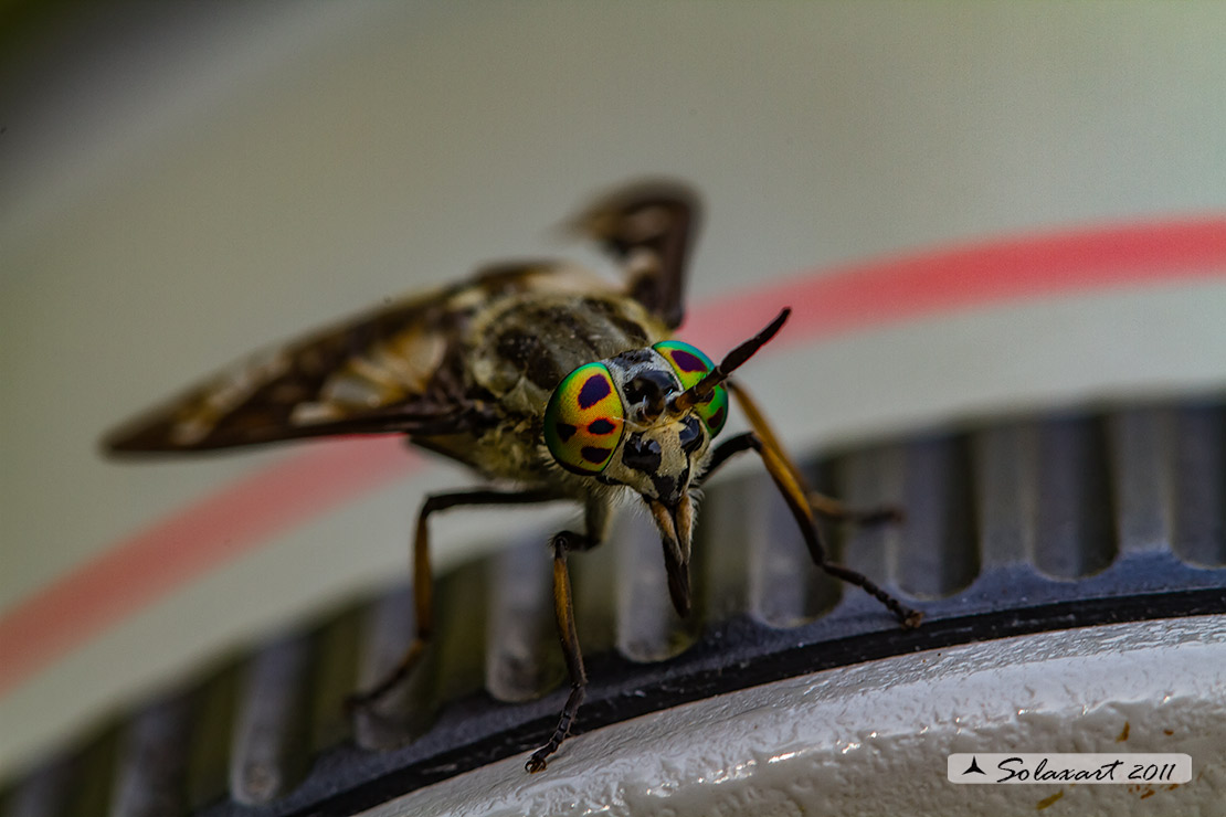 Chrysops relictus - 'Mosca cavallina' - Twin-lobed deerfly