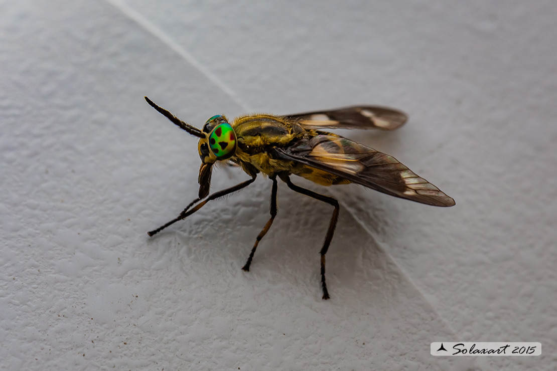 Chrysops relictus - 'Mosca cavallina' - Twin-lobed deerfly