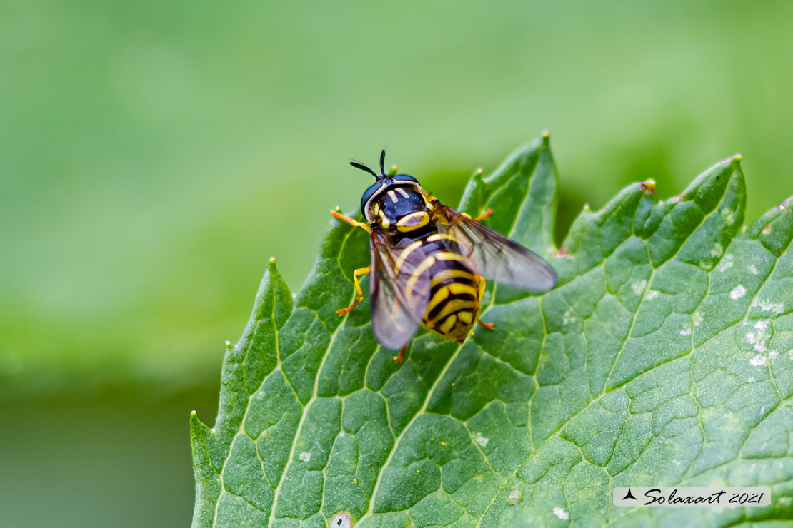 Famiglia: Syrphidae Genere: Chrysotoxum Specie:Chrysotoxum arcuatum