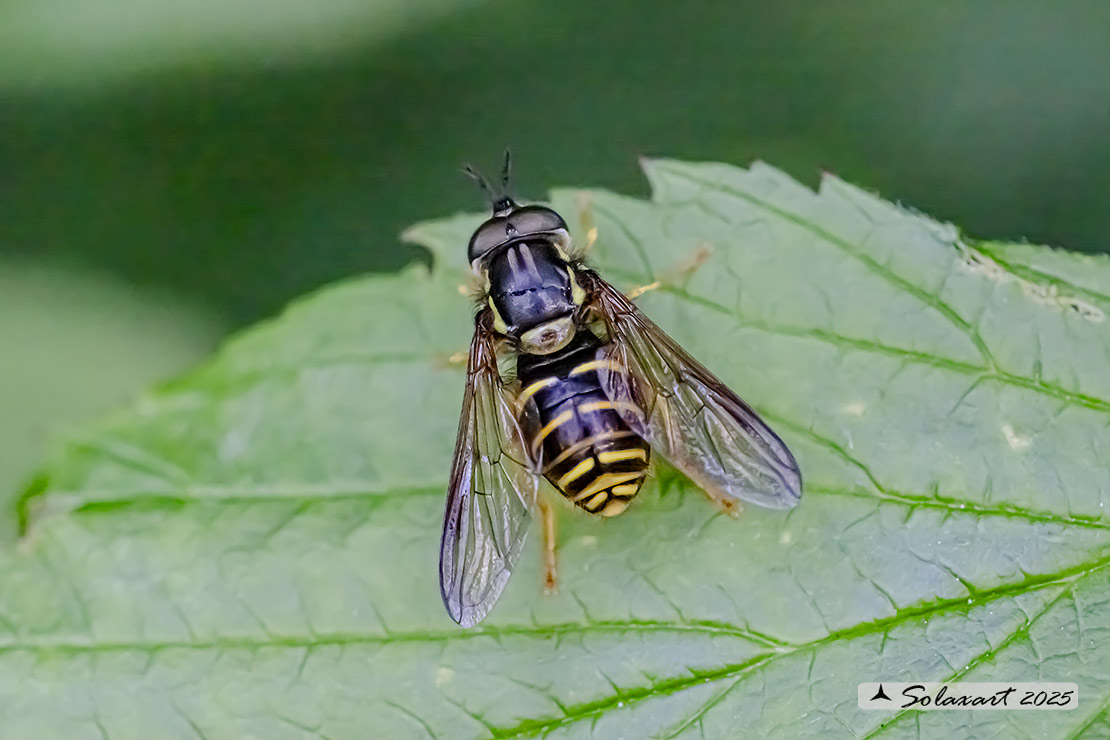 Famiglia: Syrphidae Genere: Chrysotoxum Specie:Chrysotoxum arcuatum