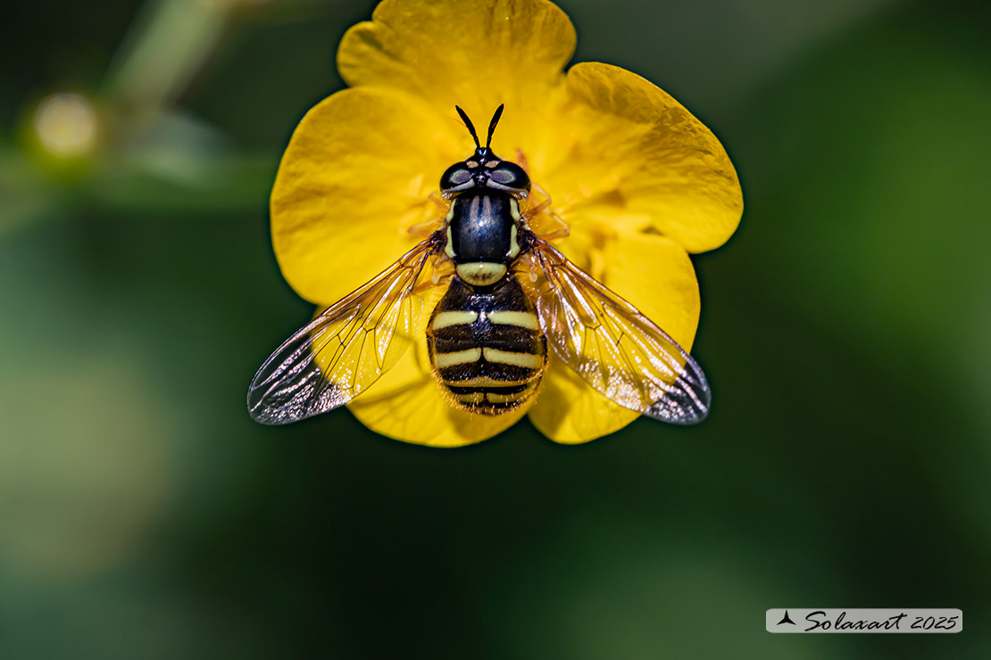 Famiglia: Syrphidae Genere: Chrysotoxum Specie:Chrysotoxum arcuatum