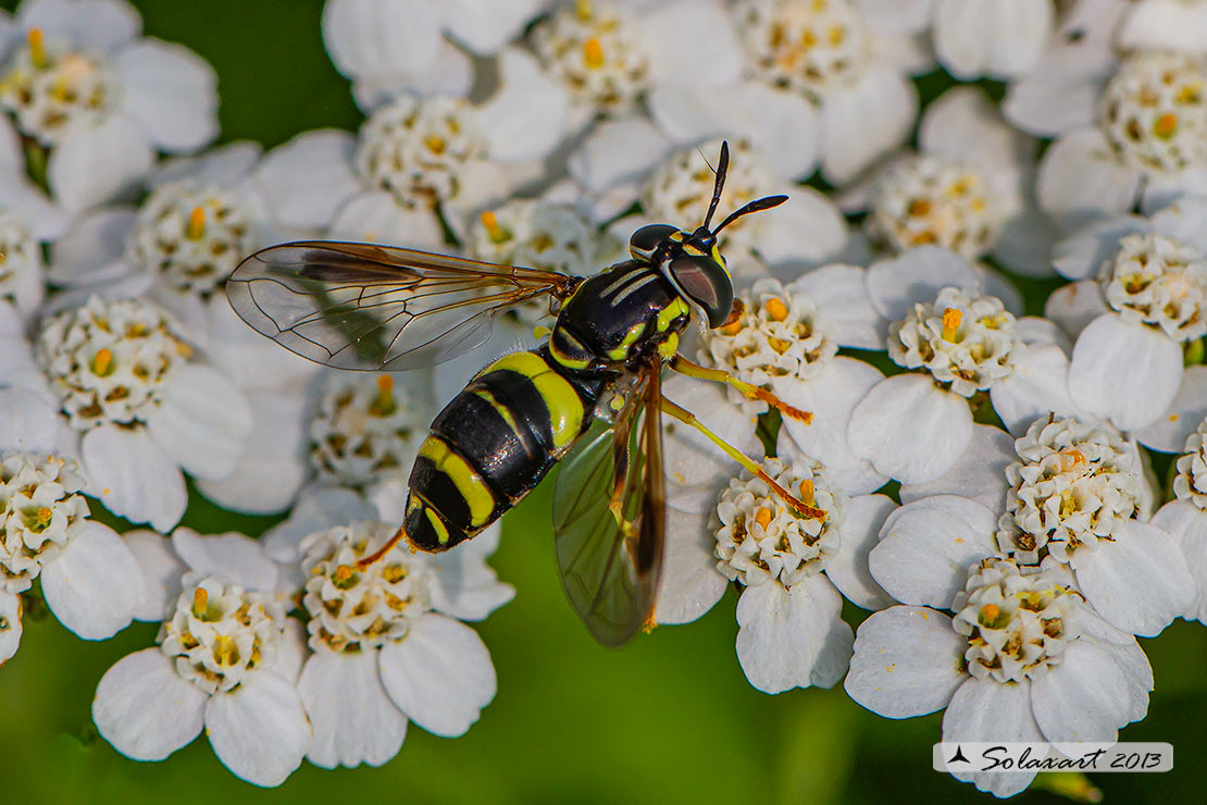 Chrysotoxum bicinctum