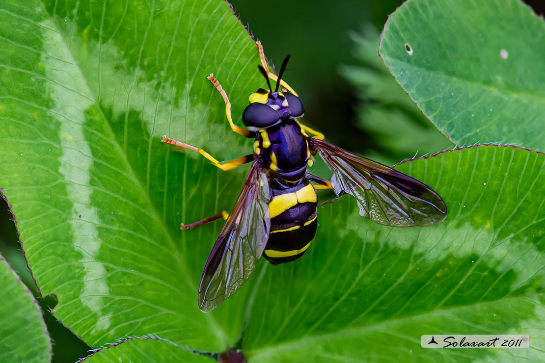 Chrysotoxum bicinctum