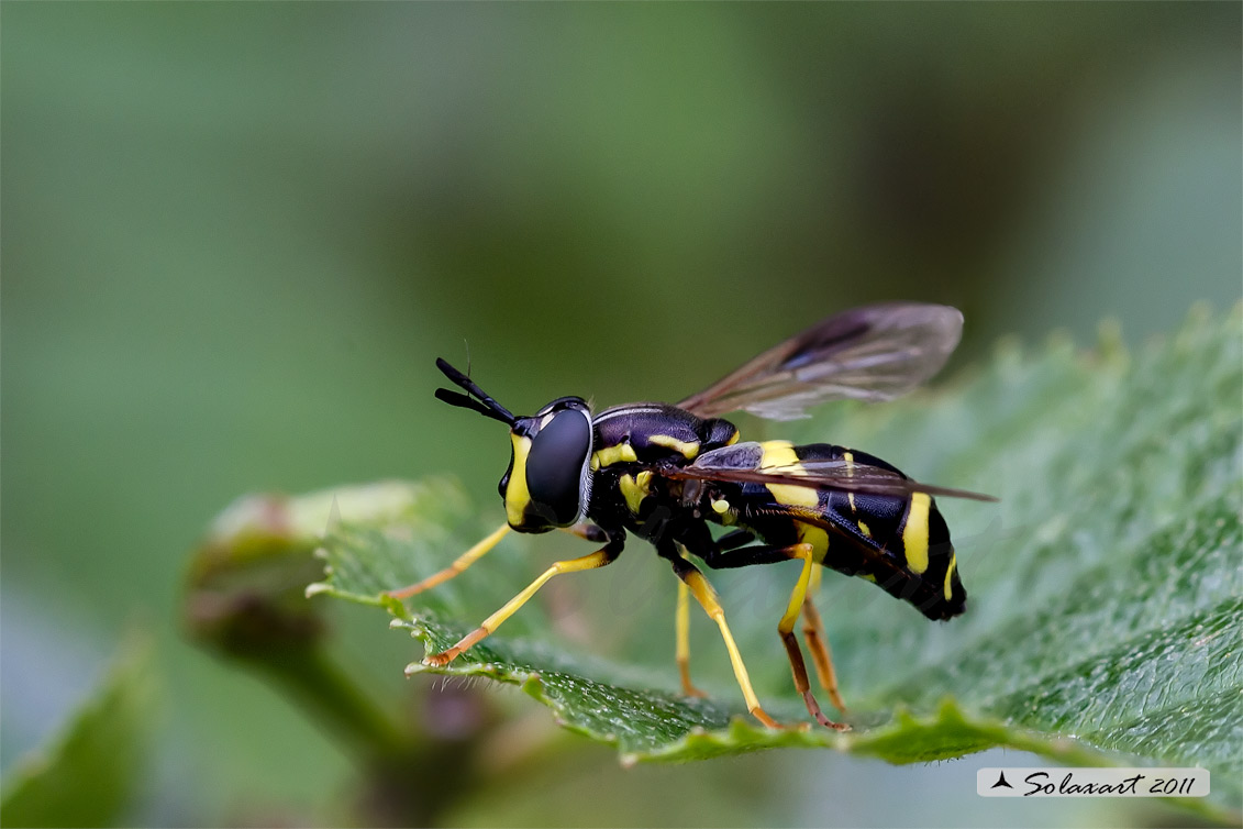 Chrysotoxum bicinctum