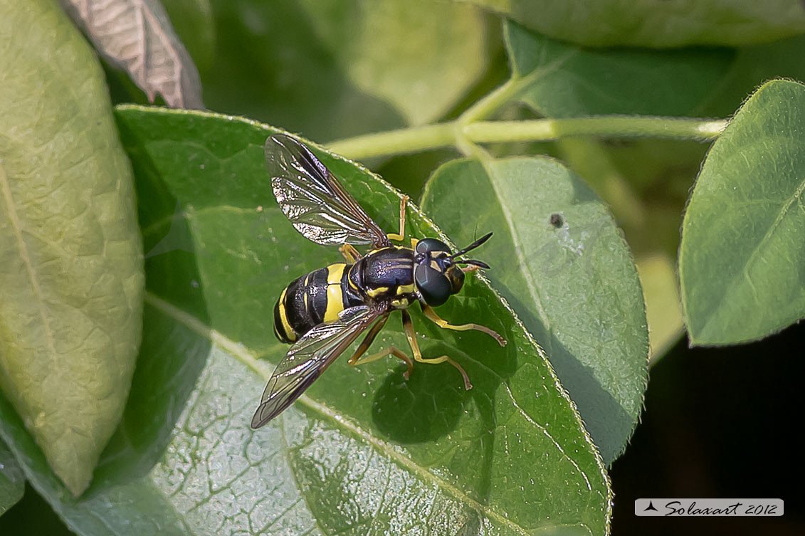 Chrysotoxum bicinctum