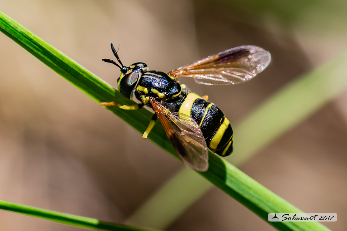 Chrysotoxum bicinctum