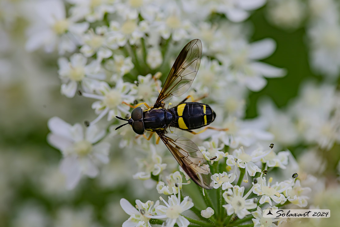 Chrysotoxum bicinctum