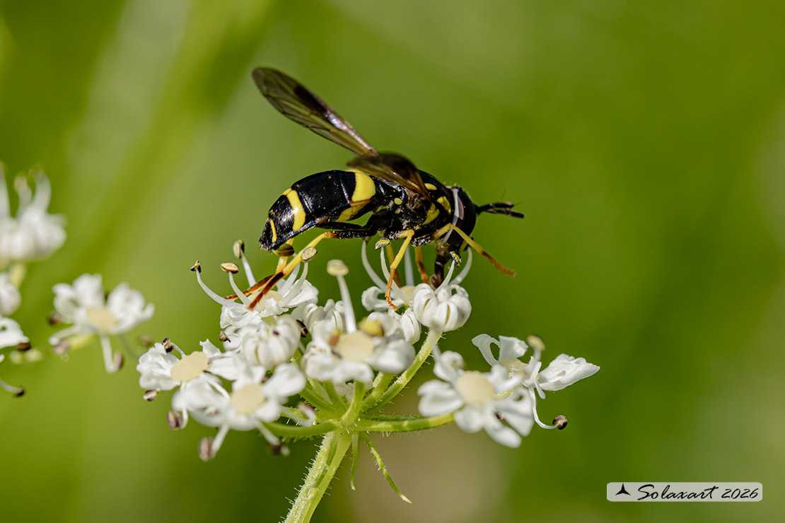 Chrysotoxum bicinctum