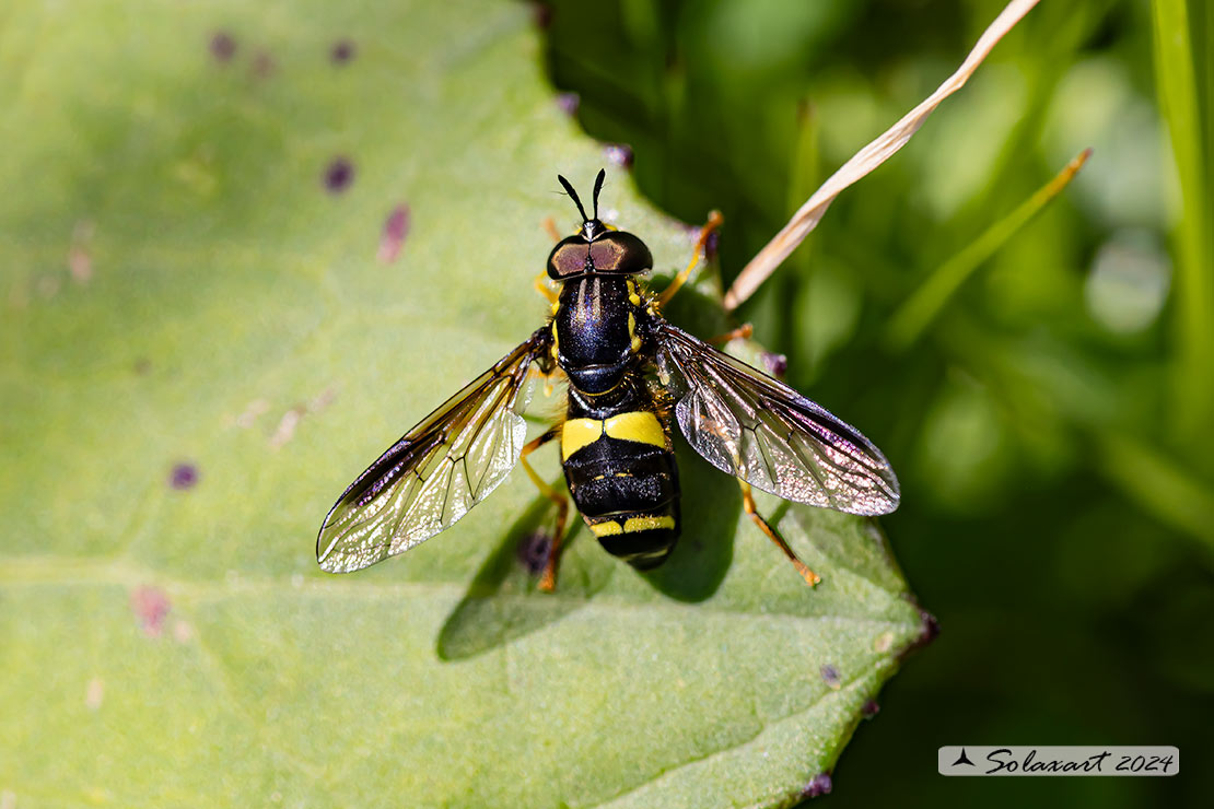 Chrysotoxum bicinctum