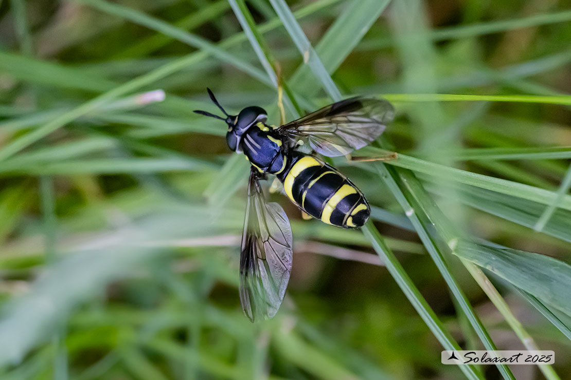 Chrysotoxum bicinctum