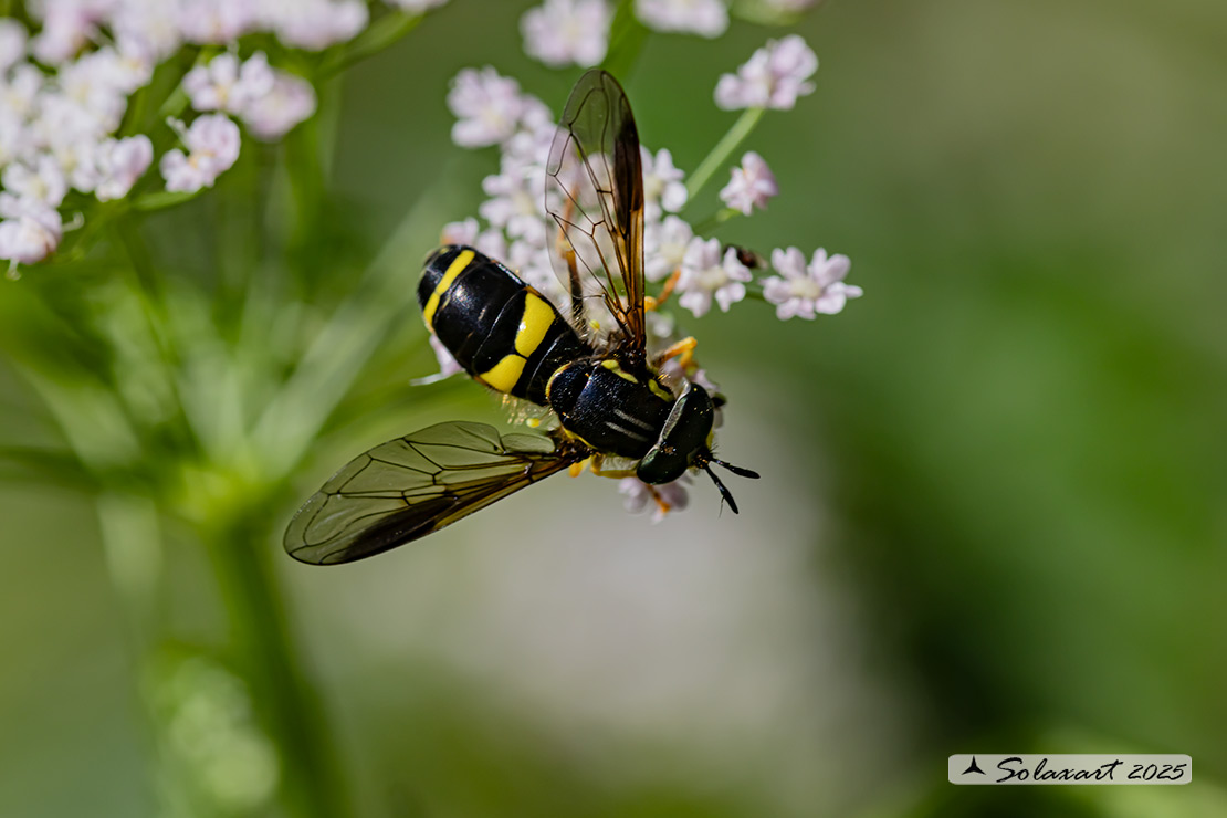 Chrysotoxum bicinctum