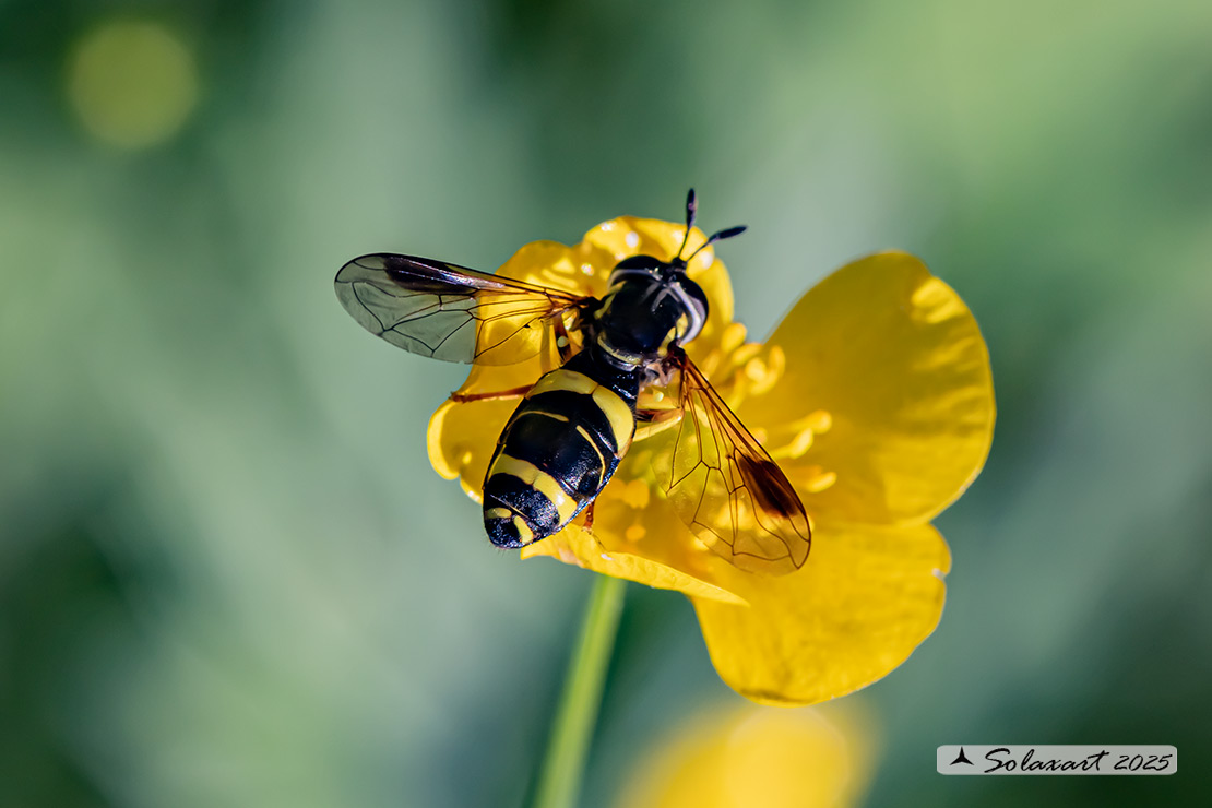 Chrysotoxum bicinctum
