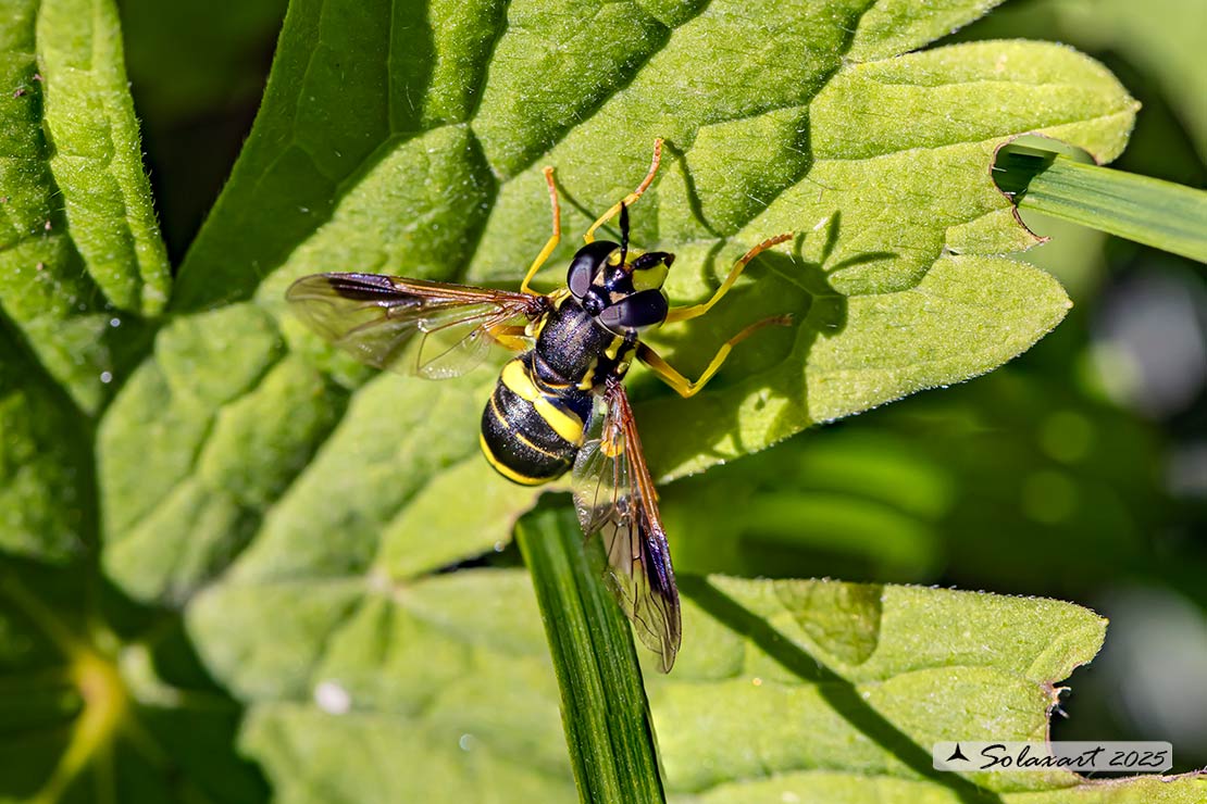 Chrysotoxum bicinctum